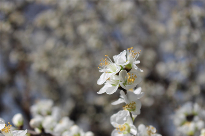 颐和园的白色山桃花