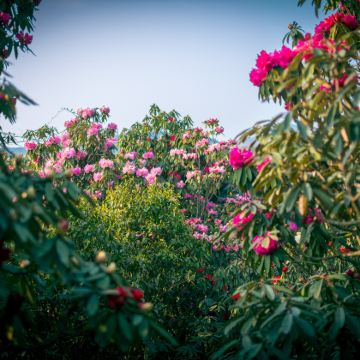 百里杜鹃风一日游【一起相约地球彩带、杜鹃王国*纯玩无购物】 百里杜鹃风一日游【一起相约地球彩带、杜鹃王国*纯玩无购物】