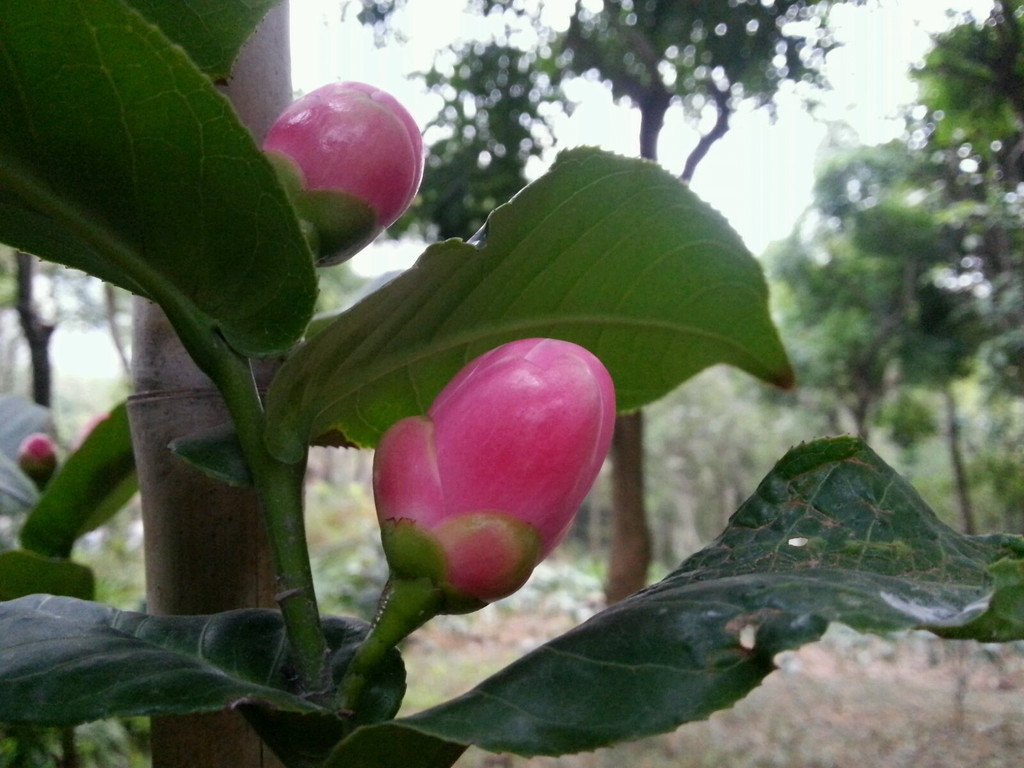 越南抱茎茶