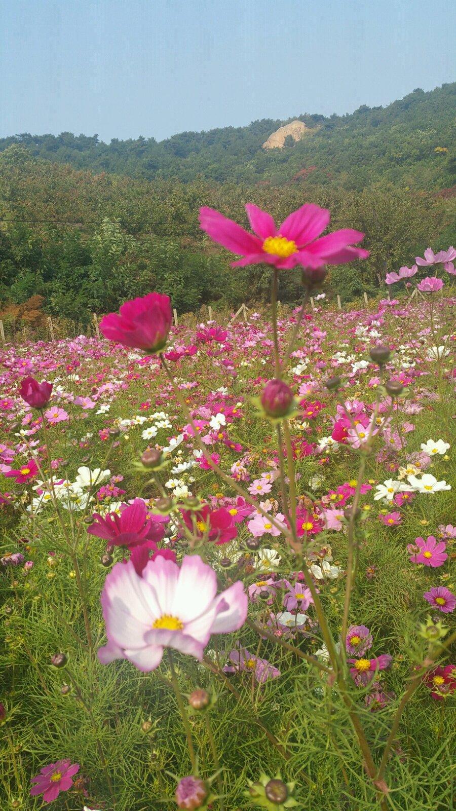 我爱千朵莲花山 - 鞍山游记攻略【携程攻略】