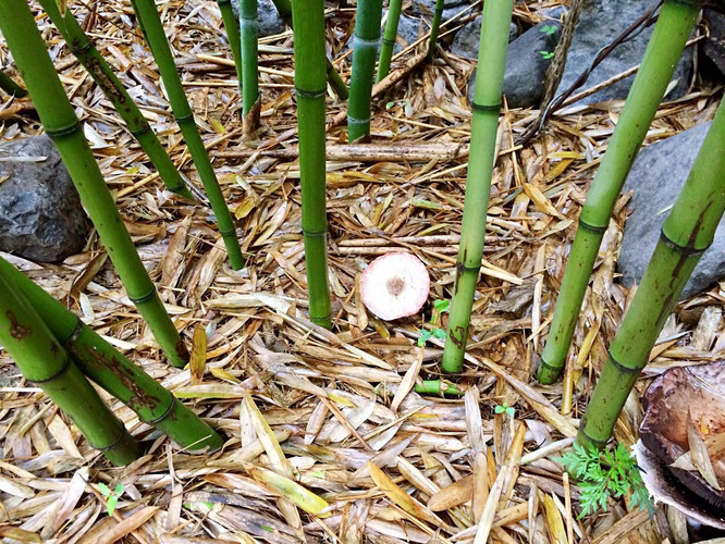             院子里的竹林和蘑菇