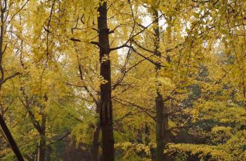 成都电子科技大学银杏餐厅电话\/地址\/菜系\/点评