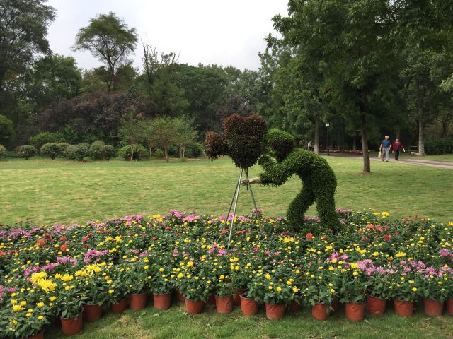 南京中山植物园菊花展抢先看