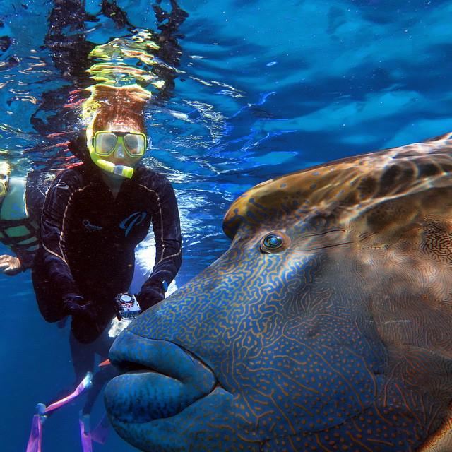 大堡礁旅游攻略- 一道永远看不够的奇观 - 凯恩斯游记攻略【携程攻略】