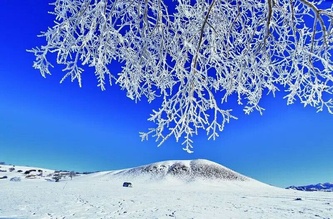 被雪花包裹的树枝,一片冰天雪地的白色