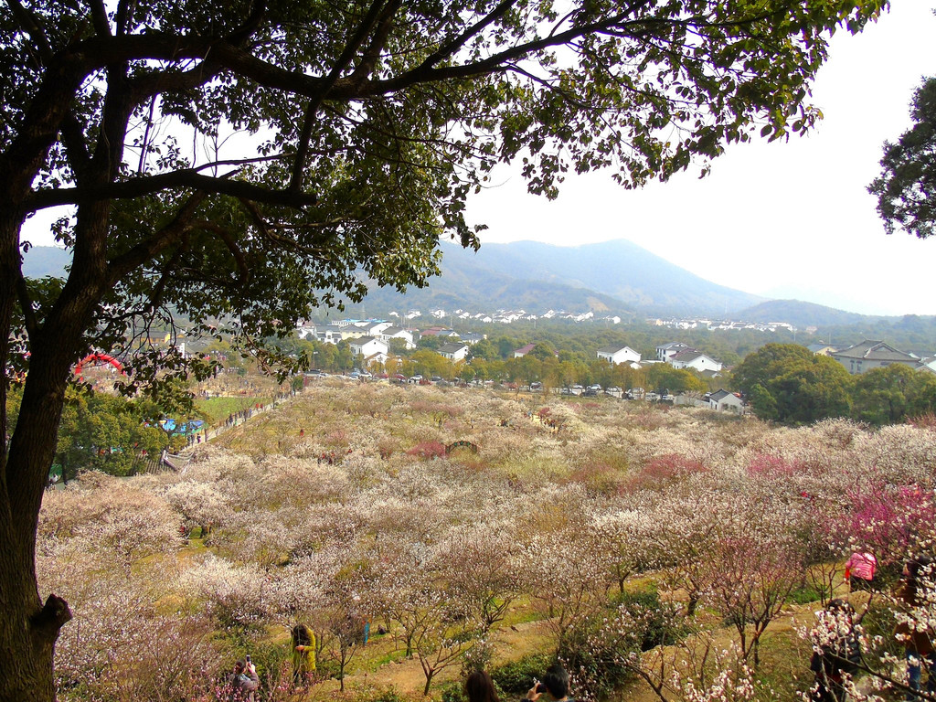 正逢赏梅好季节——去苏州—邓尉山—香雪海