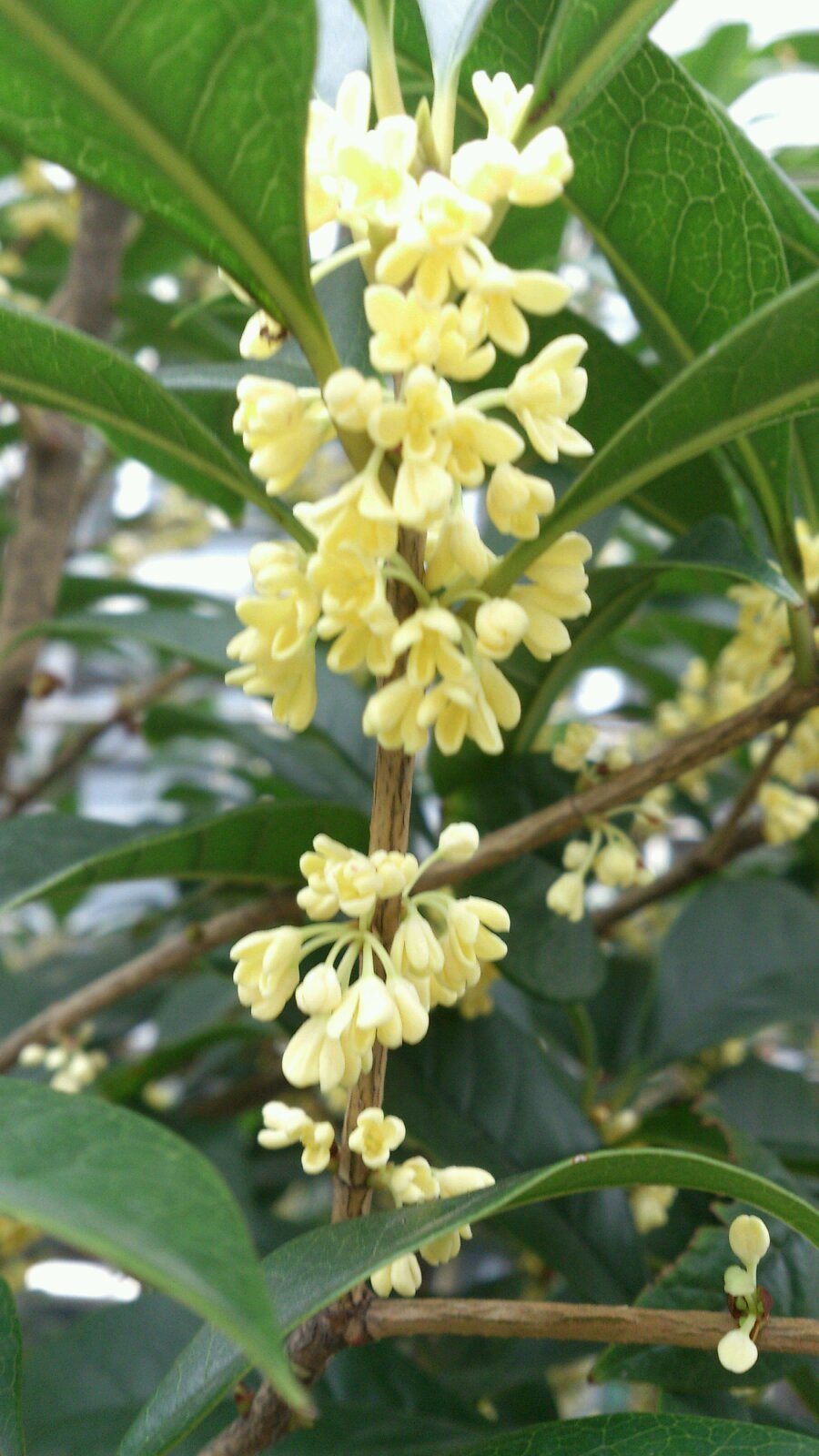桂花