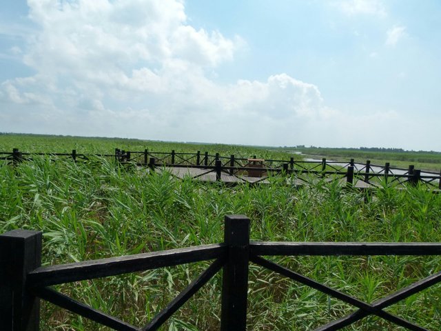 上海园林一日游之—崇明西沙国家湿地公园(七夕特集)