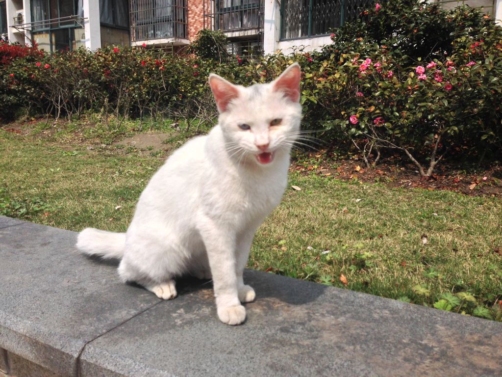 宠物猫的个性编辑1.猫是一种没有安全感的动物。你走近的时候就可以发现,它总是在防备着受伤,很警惕的样子。等到它喜欢上你的时候,它会把心里最柔软的部分让你看。偎依着你,等待着切实的承诺。你不能指望它像那只守望着的狐狸主动提出被驯养的要求。然而猫恋上这个家的时候,它会偶尔地蹭蹭主人,舔舔主人的手。但还是会随时离开,任性地流浪去,却希望能有一道门缝一碟牛奶。随时给它一个温暖的窝,安心的怀抱便好。然后它便是你的猫了。2.猫是一种记仇的动物。等到它喜欢上你的时候,它会把心里最柔软的部分让你看,不会再亮出爪子。但是