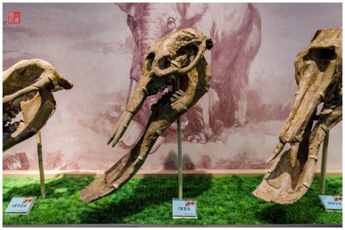 这是铲齿象的头骨化石.铲齿象生活在中中新世(2300-533万年).