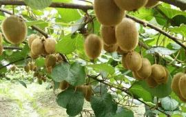 嘉祥法云寺天气预报,历史气温,旅游指数,法云寺