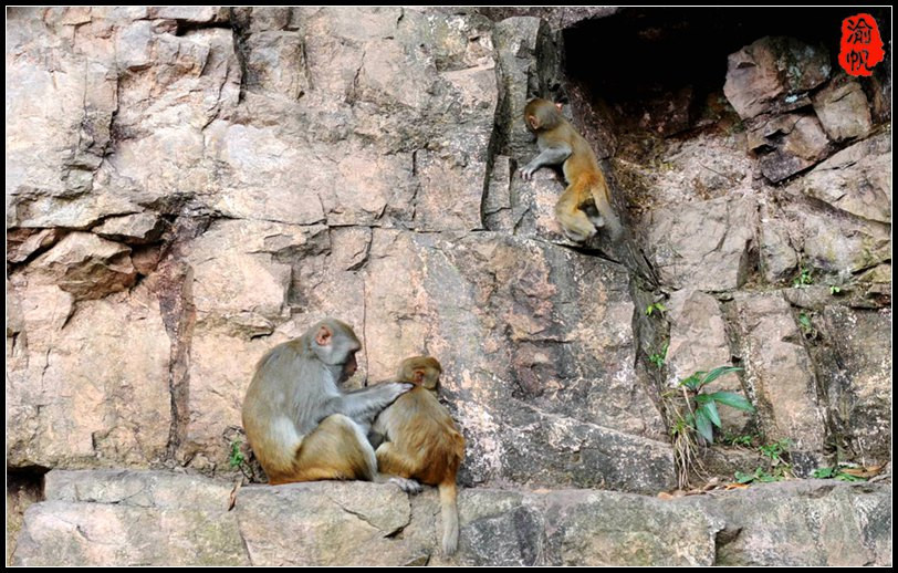 大猴子打小猴子的视频_世界上最大的猴子是_猴子上单打蛮王出什么装备