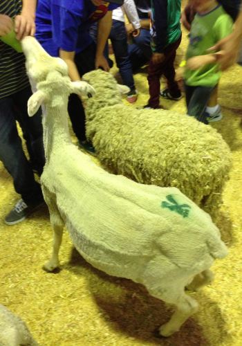 布里斯班公众假期-Ekka - 澳大利亚游记攻略