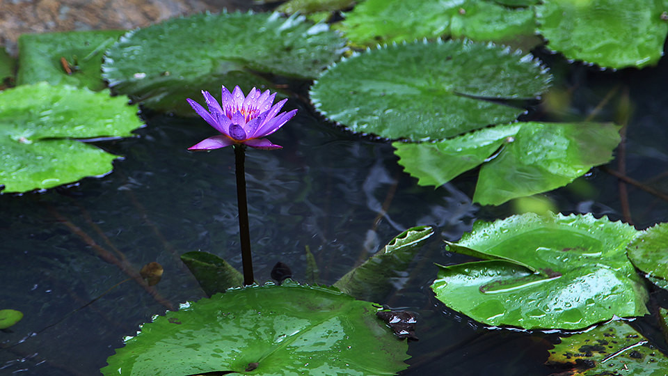 紫莲花