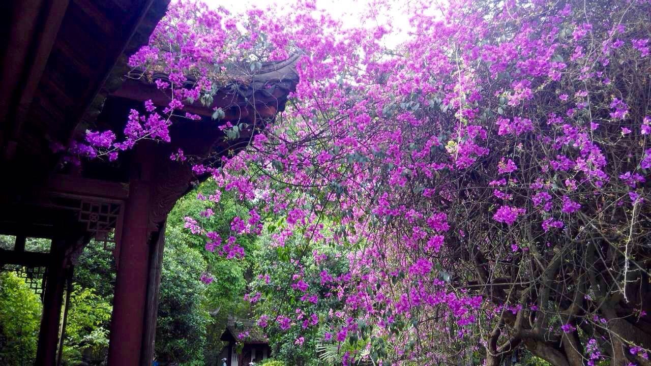 夜雨晓看红湿处 五月花重锦官城