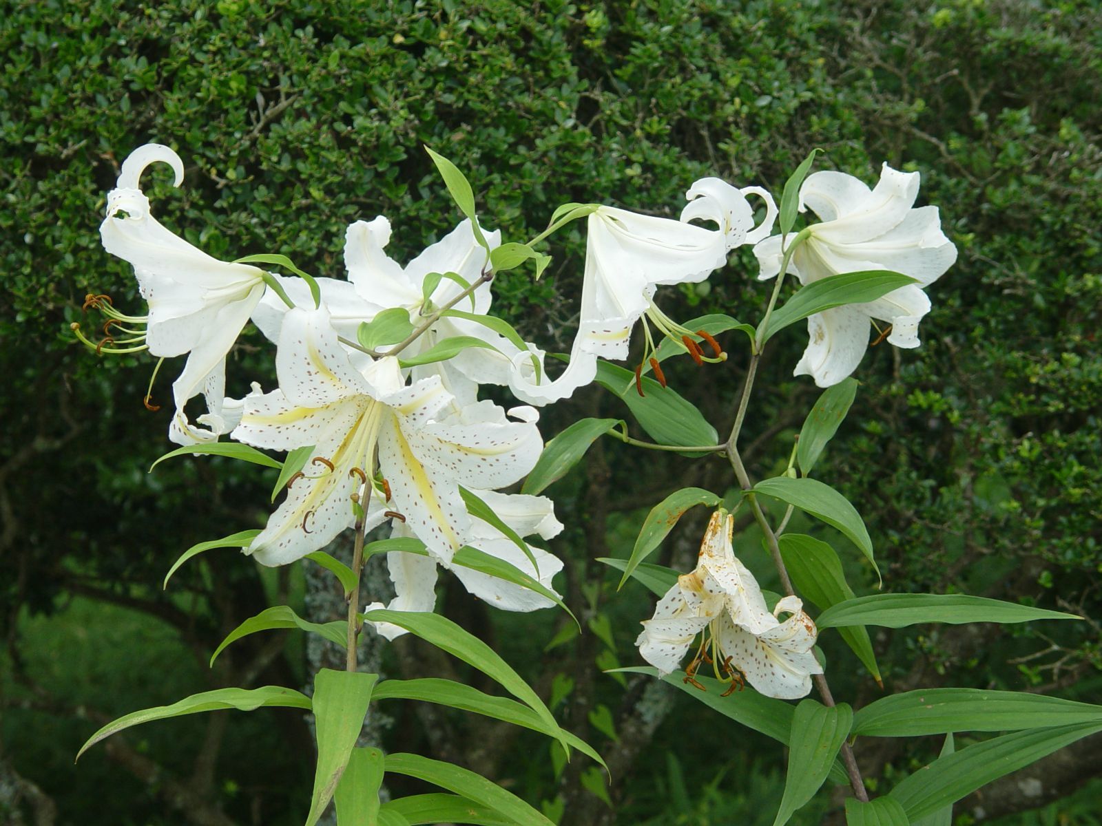 百合花,很漂亮的说 长崎平和公园