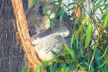 墨尔本三日游 - 墨尔本游记攻略