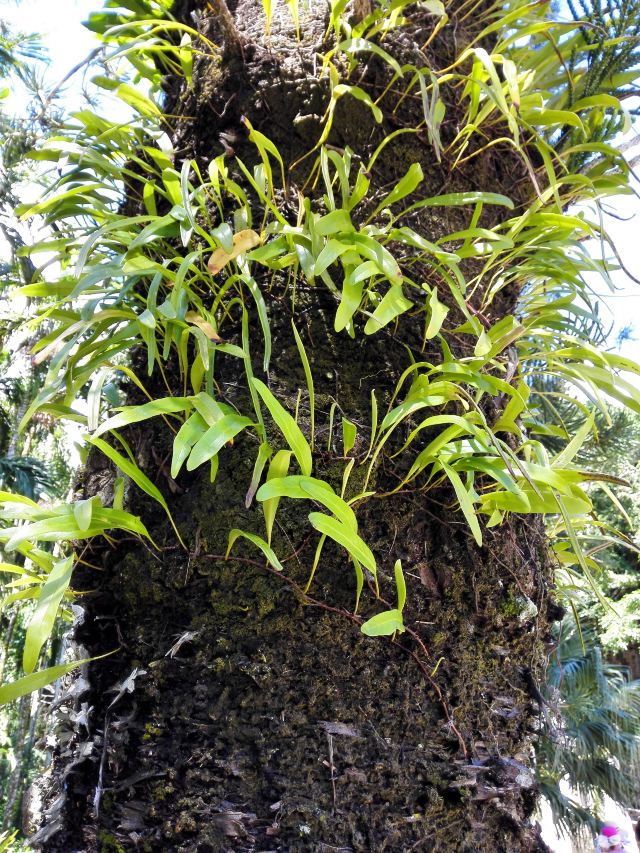 附生植物.