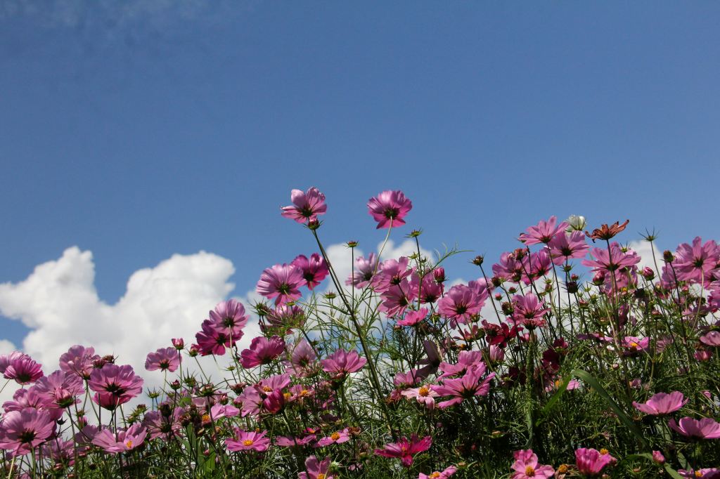 一人一相机大理银桥花海的心灵之旅