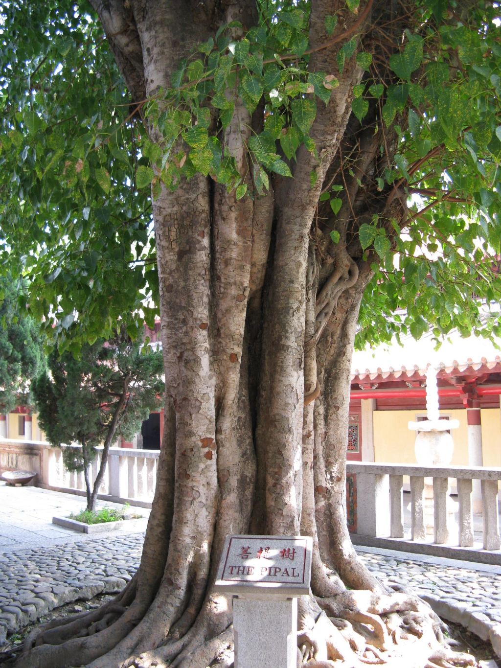 精彩泉州行之佛国名传久,桑莲独擅声的大开元万寿禅寺