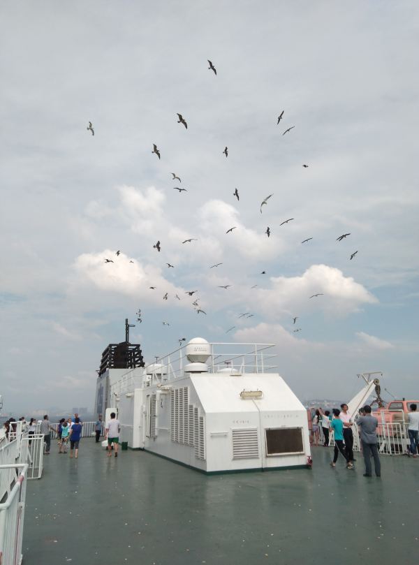 在甲板上看海鸥,大家老热情了,都在拿面包等食物喂海鸥,想想海鸥好