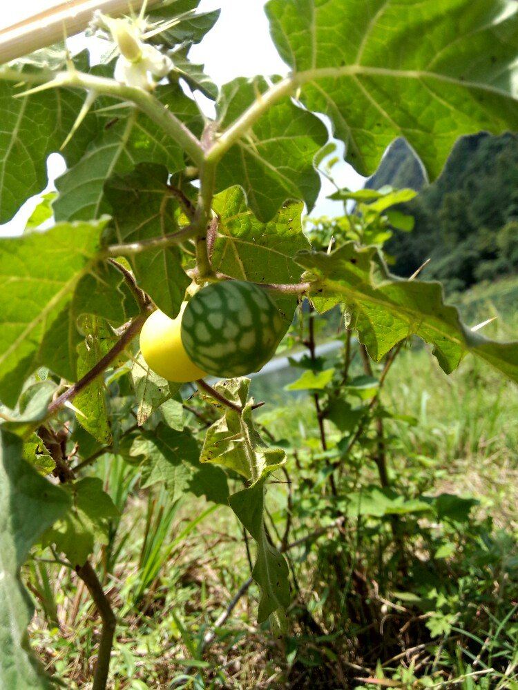 两面针果,叶子