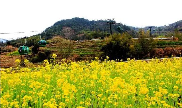 当雪花遇上油菜花-2016年3月春天,婺源又下雪