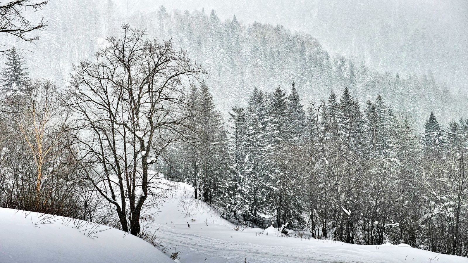 东北雪已下