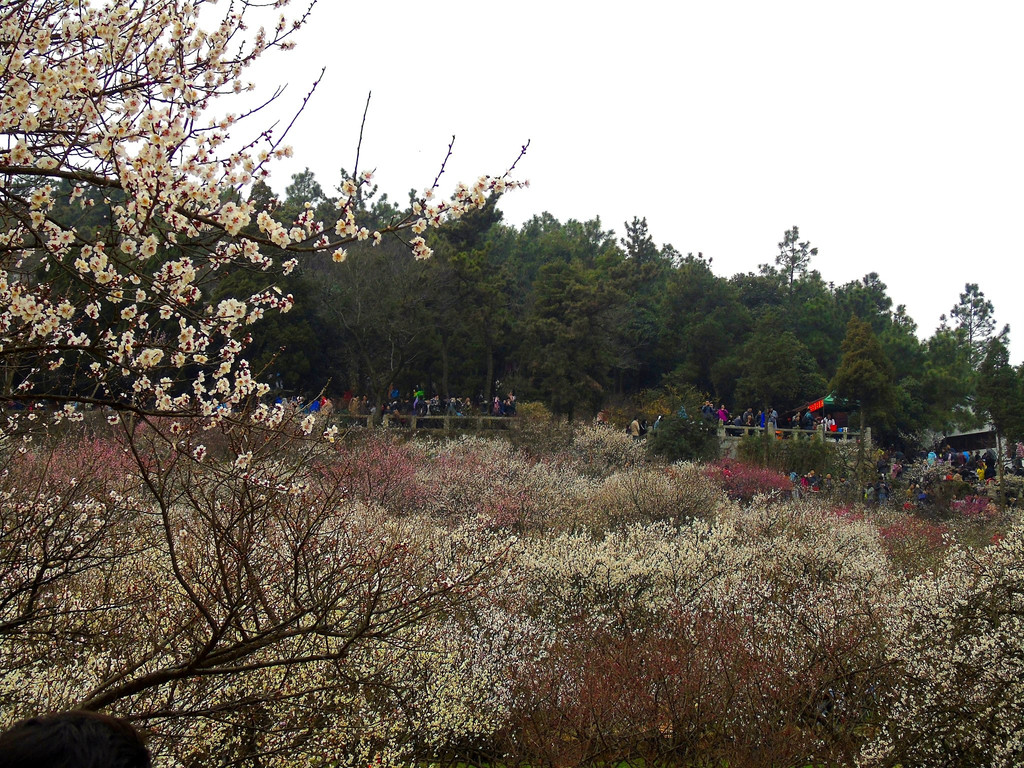 正逢赏梅好季节——去苏州—邓尉山—香雪海