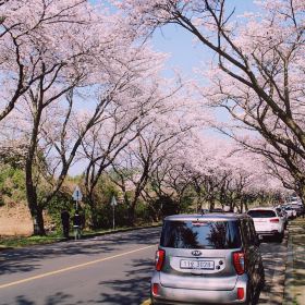 樱花大道