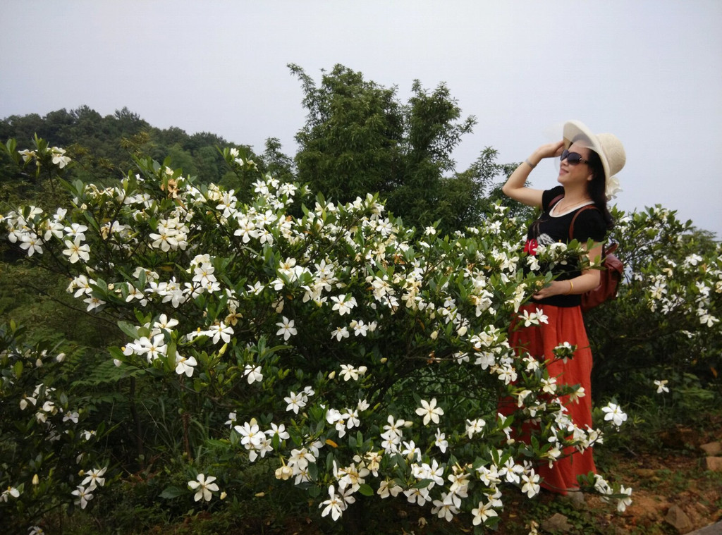 栀子花开