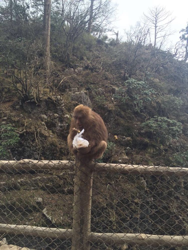 猴子会抢                                               峨眉山