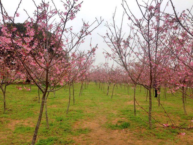 3月赏樱花之从化天适樱花园(赏花,亲子好去处)