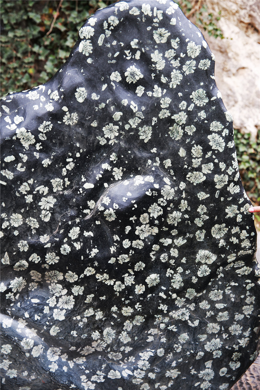 据导游说,这是块天然的梅花石,梅花石是洛阳的特产,石头上的斑纹,特别
