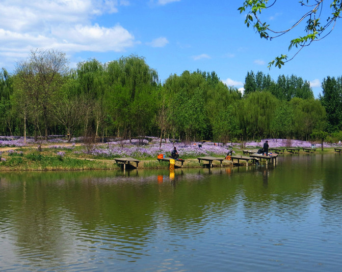 这是顺义大湿地,风景美丽环境好. 湿地本是城市肺