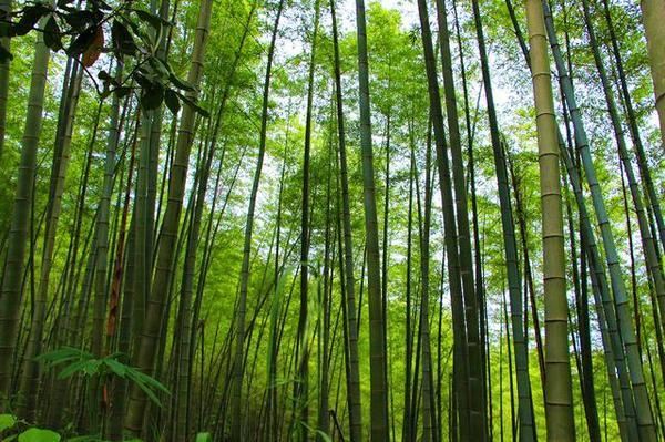 在这里有着崇山峻岭的茂林修竹,一个天然的氧吧,葱郁竹海,飞瀑流溪