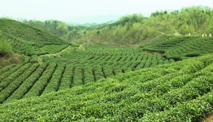 Cheyun hill 车云山 · 信阳毛尖茶游记 - 游记攻