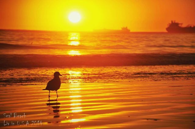 seal beach