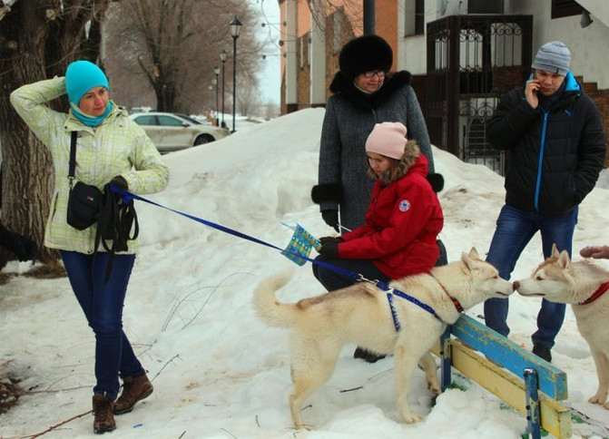 这里常见的雪橇犬主要是西伯利亚雪橇犬(哈士奇)和阿拉斯加雪橇犬