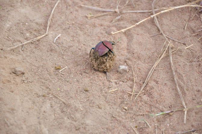 dung beetle-屎壳郎