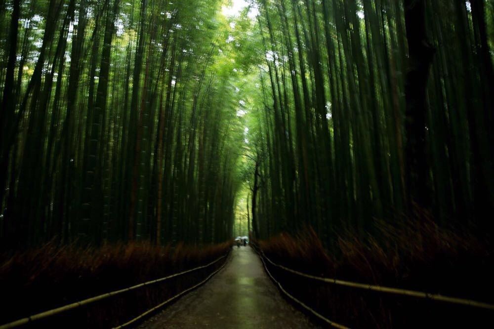 岚山的竹海大道不负盛名,参天的竹林,幽静,但下着雨,这份意境