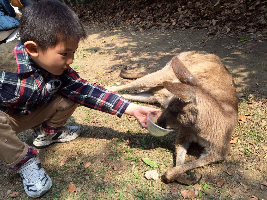 上海野生动物园的喂食一日游