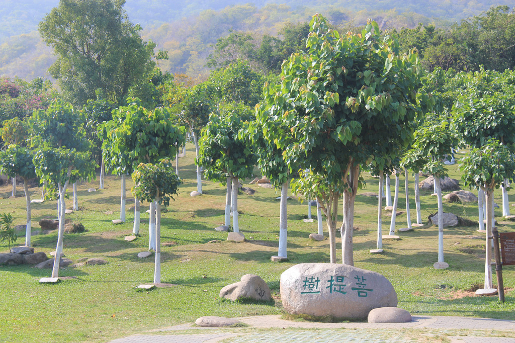 23.南山文化苑-菩提树,智慧树,思维树