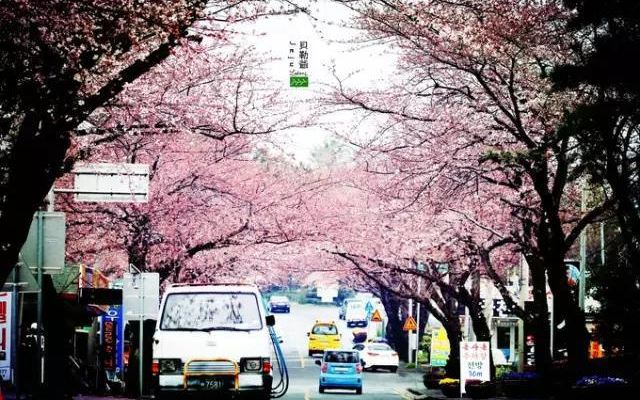 (济州岛)最便宜的境外旅游,赏花、购物、美食一