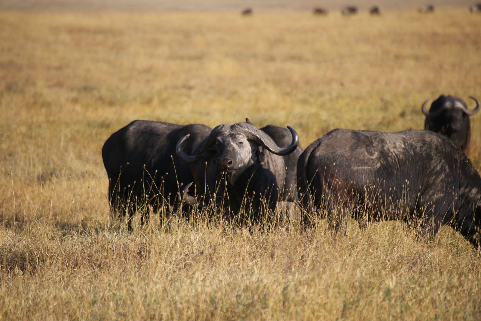 非洲水牛(african buffalo 恩格鲁-恩格鲁火山公园