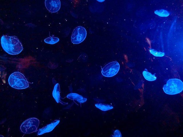 海鲜饭是西餐三大名菜之一,与法国蜗牛、意大利面齐名。海鲜饭西语原文叫Paella(音译为巴埃亚),原产地为西班牙第三大城市瓦伦西亚。瓦伦西亚的稻米文化历史久远,源于阿拉伯人统治西班牙时期,阿拉伯人通过丝绸之路将东方的稻米、火药、橙子等传入西班牙。瓦伦西亚是西班牙通往地中海的门户,地理战略位置十分重要,加上这里气候宜人、土壤肥沃,非常适合种植水稻和橙子。而如今瓦伦西亚海鲜饭以及鲜橙都是当地标志性特产。 最初的海鲜饭其实没有海鲜。据说瓦伦西亚人做PAELLA的习惯能追溯到一百多年前,当时海鲜鱼类无法保存,并