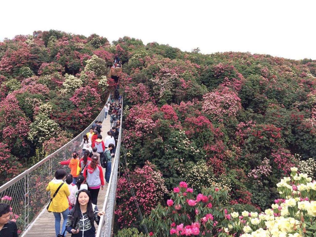 花海漫步—百里杜鹃