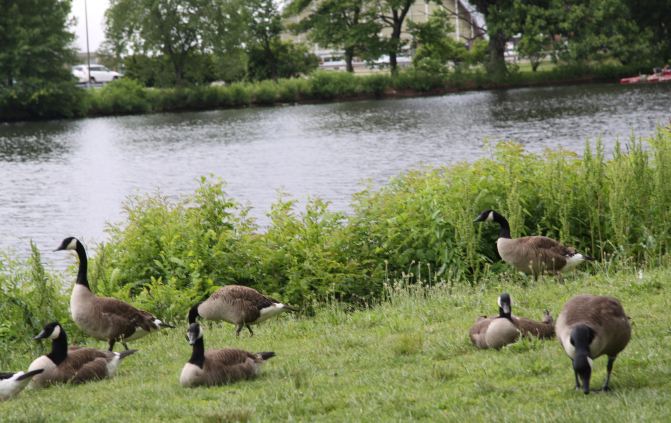 美国东海岸9日亲子自由行(兰辛-芝加哥-波士顿
