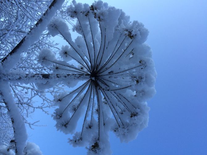 呼伦贝尔白雪茫茫的梦幻世界