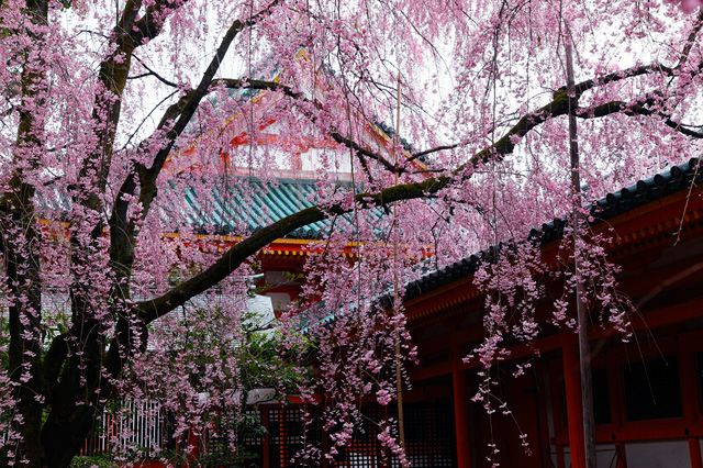 我的日本樱花游---在寺院神社,名城尽情享受樱花的魅力